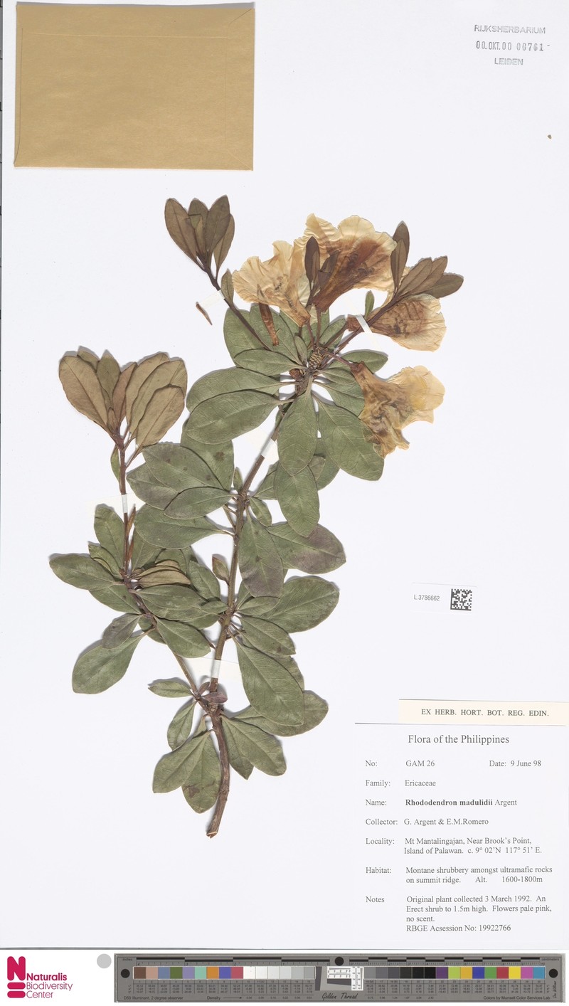 Rhododendron madulidii photo 7