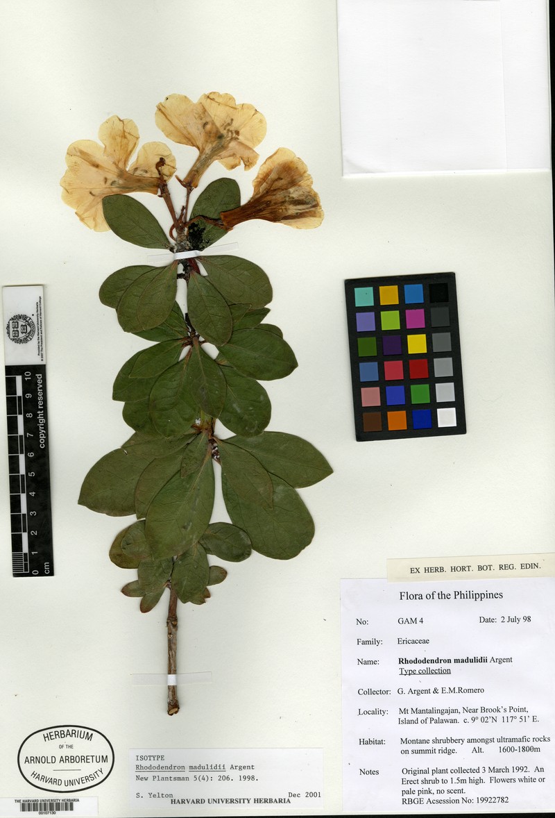 Rhododendron madulidii photo 8