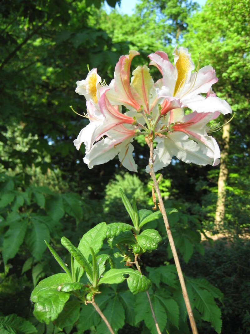 Rhododendron magnificum