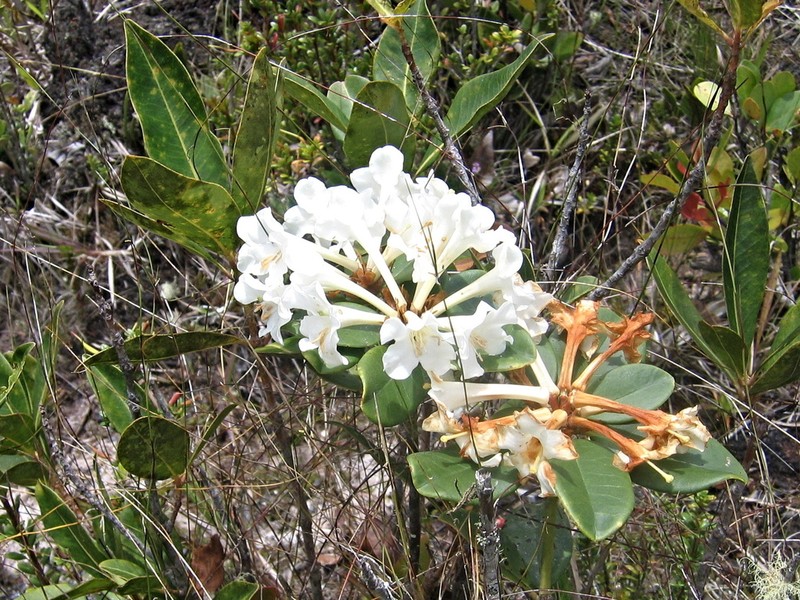 Rhododendron majus