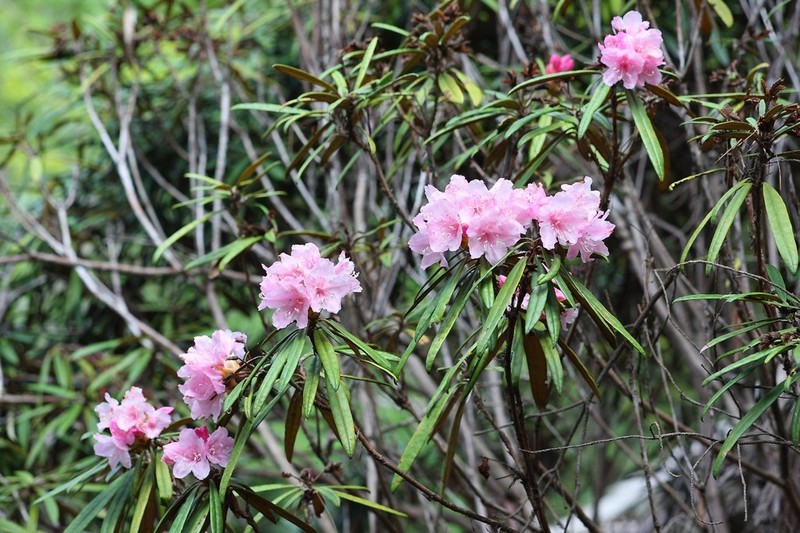 Rhododendron makinoi photo 2