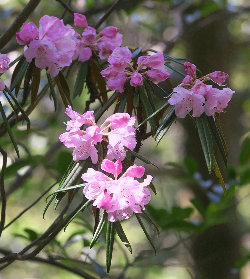 Rhododendron makinoi photo 3