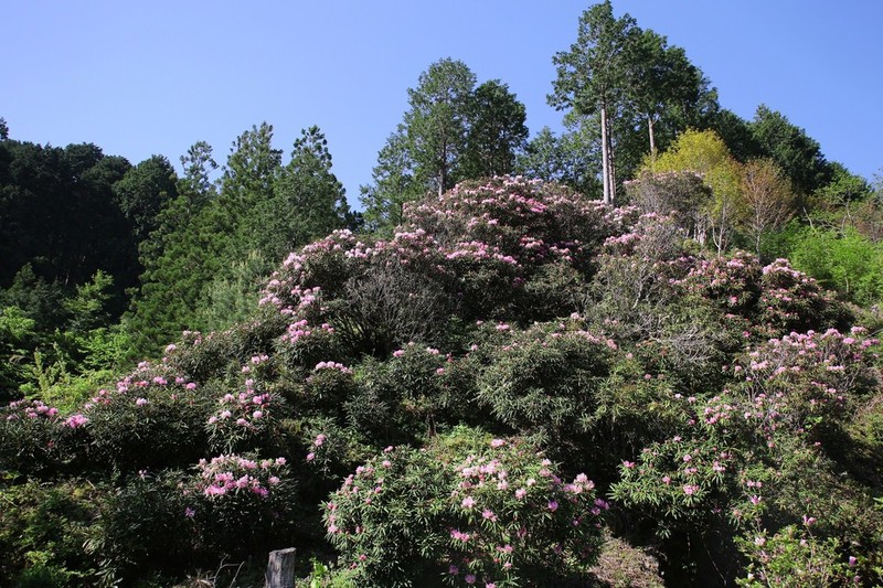 Rhododendron makinoi photo 4