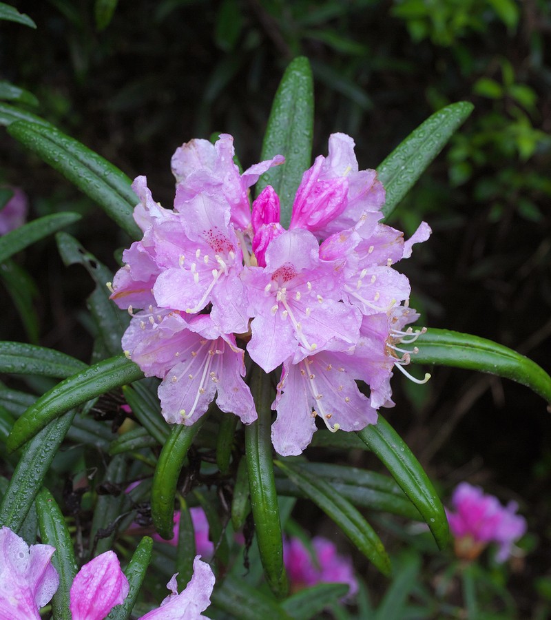 Rhododendron makinoi photo 5