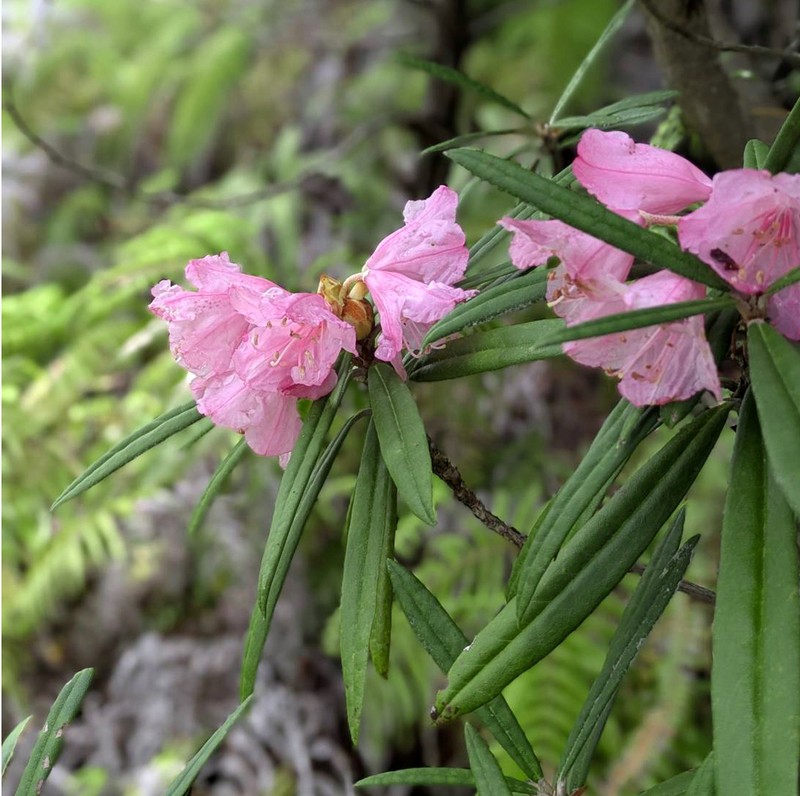 Rhododendron makinoi photo 6