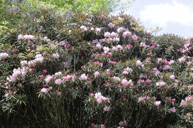 Rhododendron makinoi photo 7