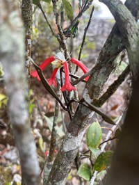 Rhododendron malayanum