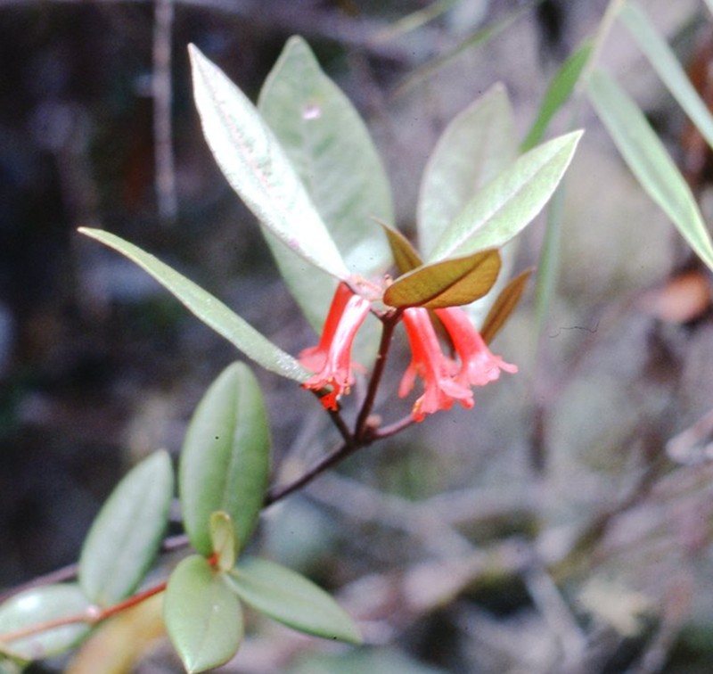 Rhododendron malayanum photo 2