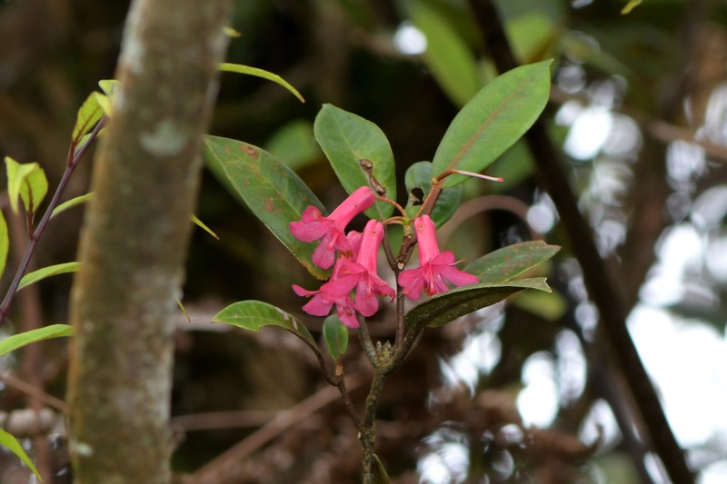 Rhododendron malayanum photo 4