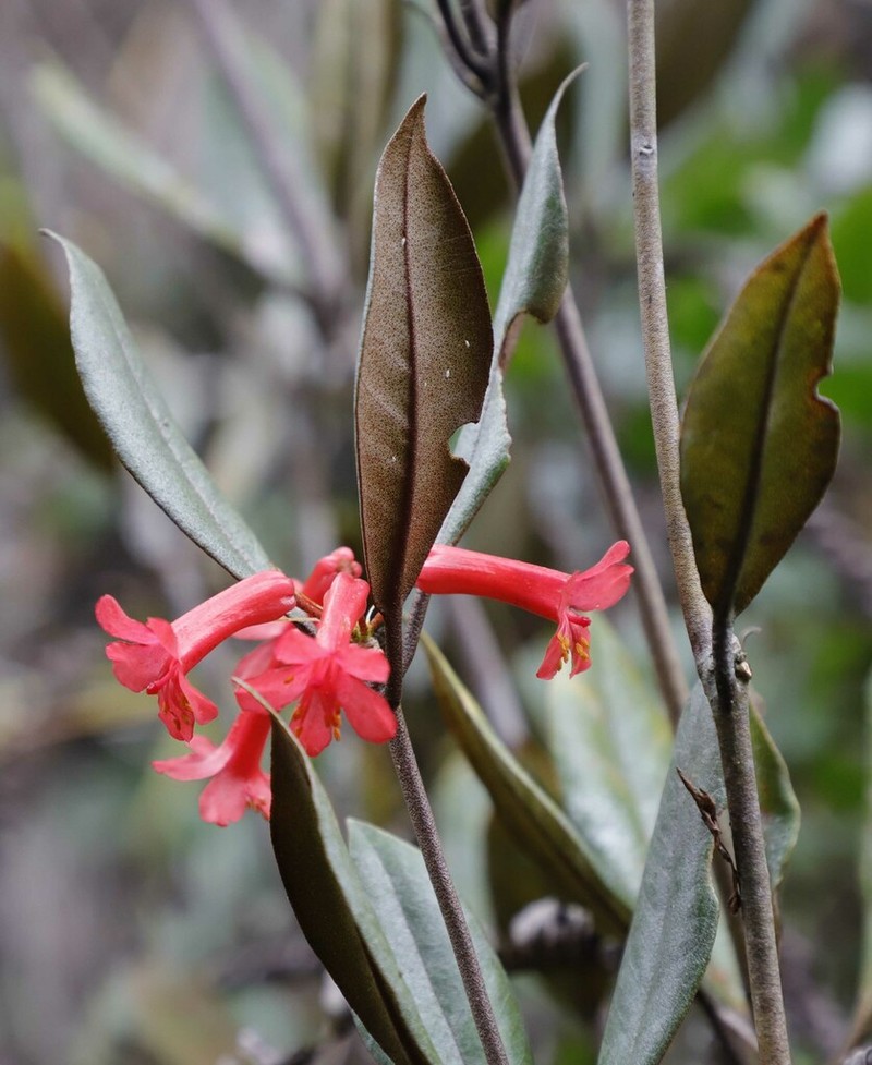 Rhododendron malayanum photo 5