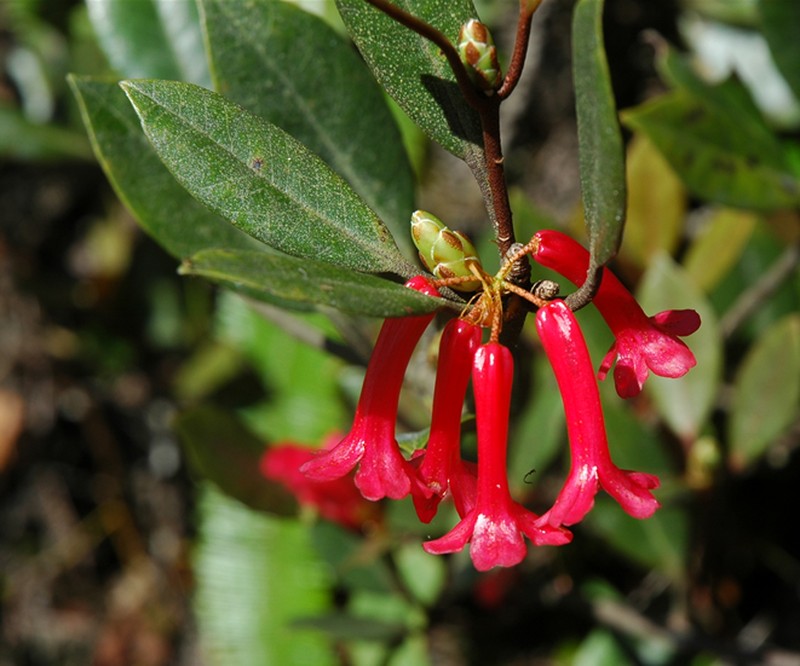 Rhododendron malayanum photo 6
