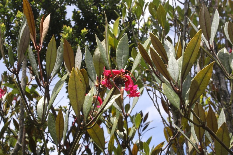 Rhododendron malayanum photo 7