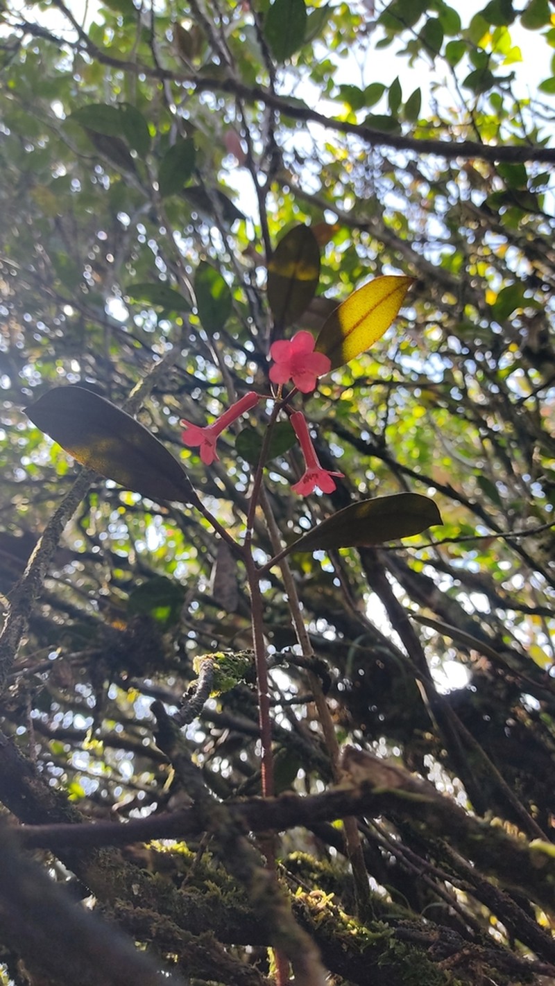 Rhododendron malayanum photo 8