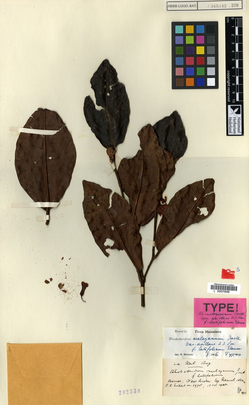 Rhododendron malayanum f. latifolium