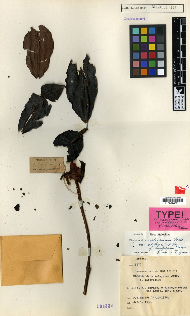 Rhododendron malayanum f. latifolium photo 2