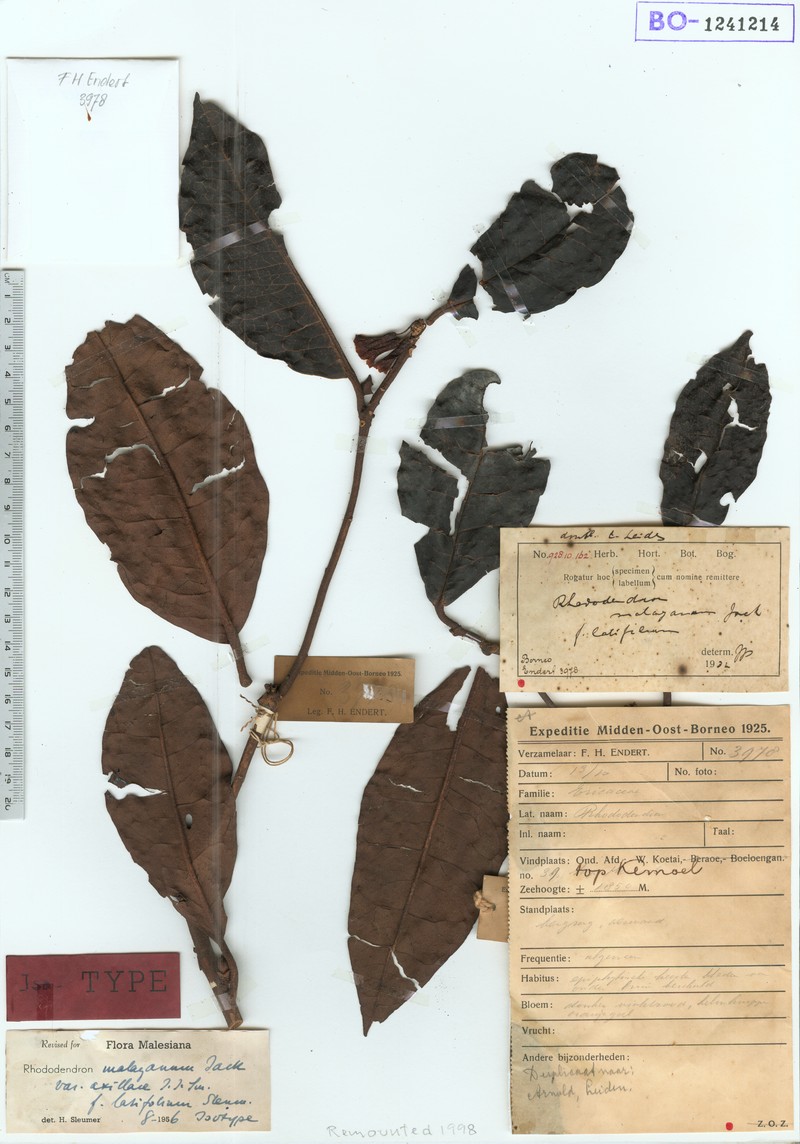 Rhododendron malayanum f. latifolium photo 3