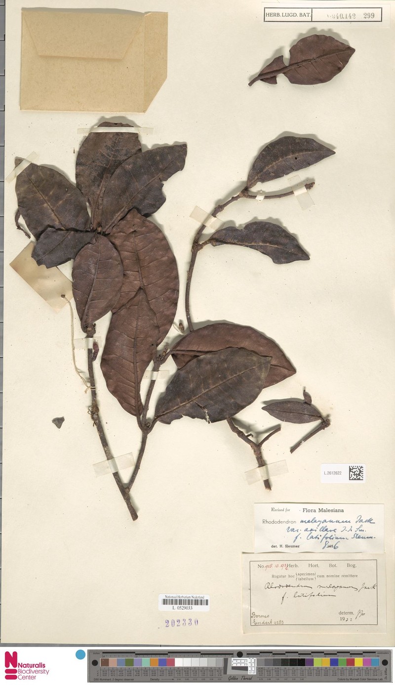 Rhododendron malayanum f. latifolium photo 4