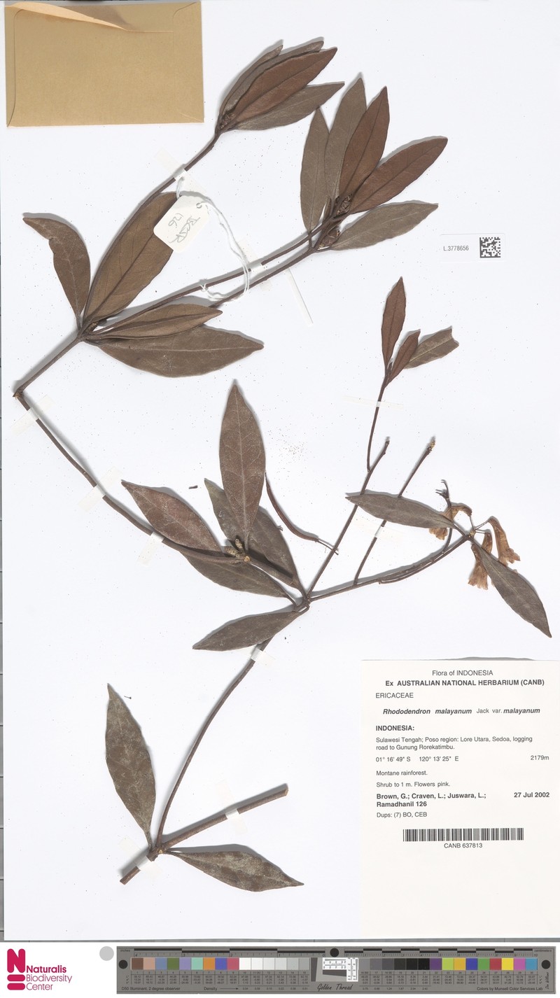 Rhododendron malayanum var. malayanum