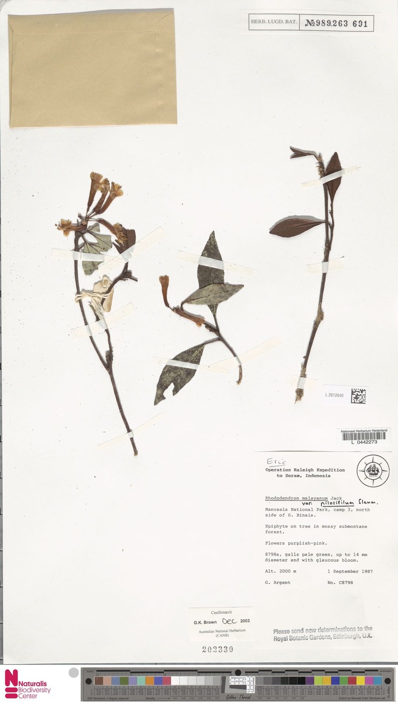 Rhododendron malayanum var. pilosifilum