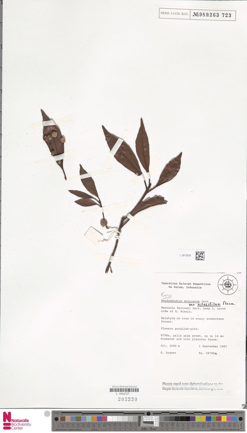 Rhododendron malayanum var. pilosifilum photo 2