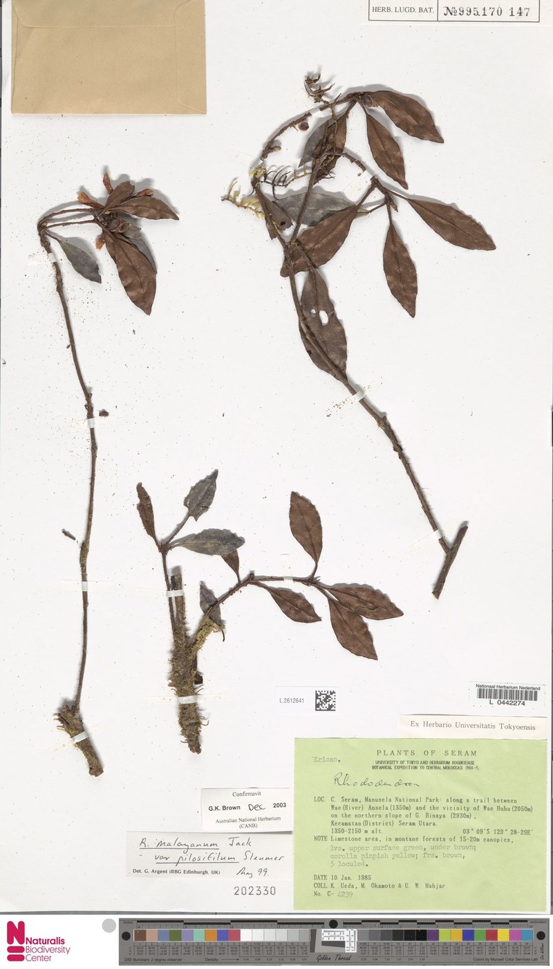 Rhododendron malayanum var. pilosifilum photo 3
