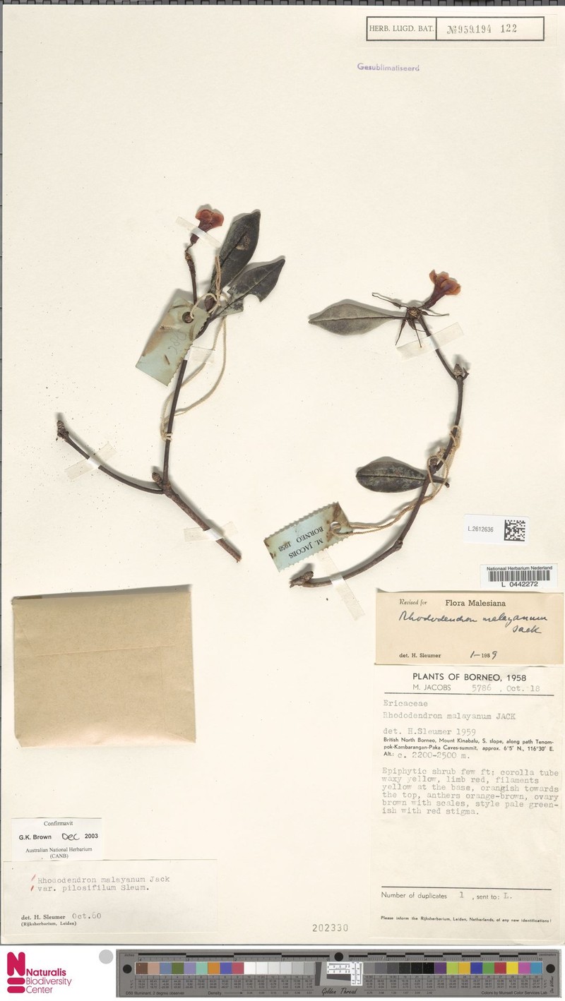 Rhododendron malayanum var. pilosifilum photo 4