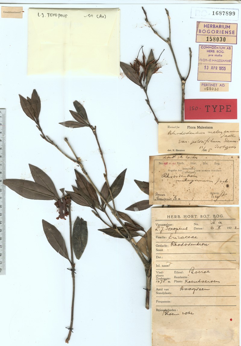 Rhododendron malayanum var. pilosifilum photo 5