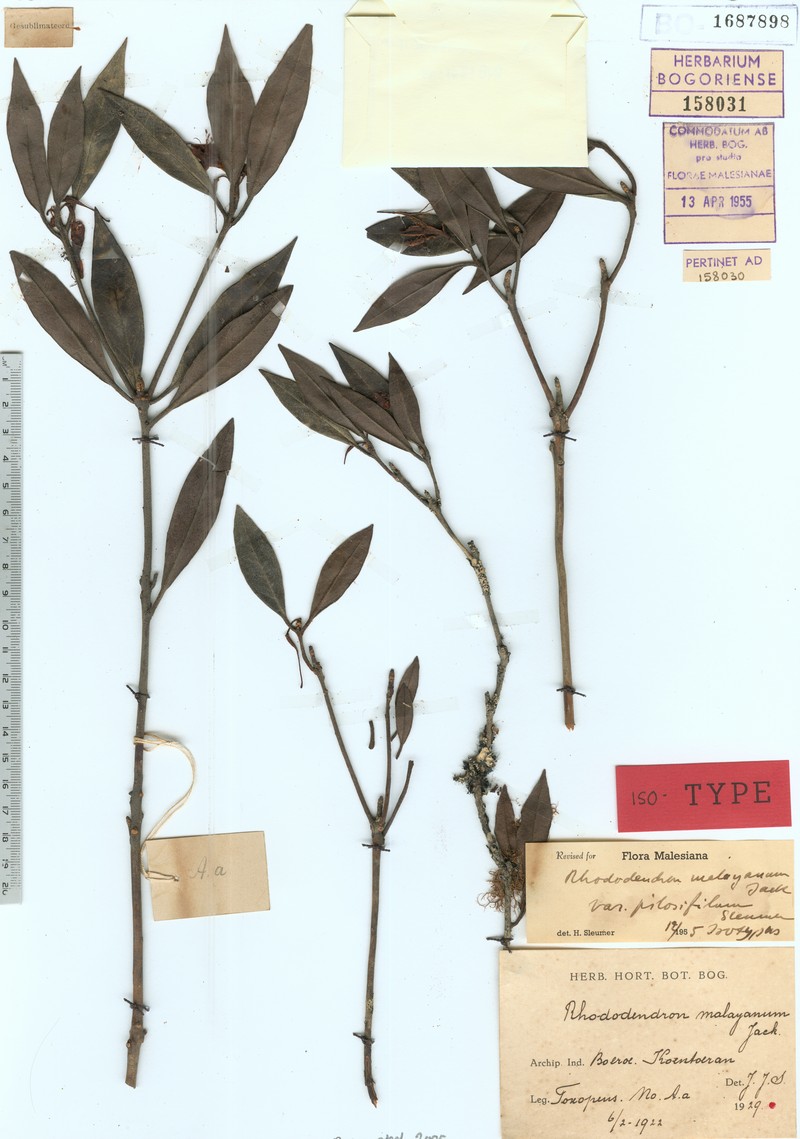 Rhododendron malayanum var. pilosifilum photo 6
