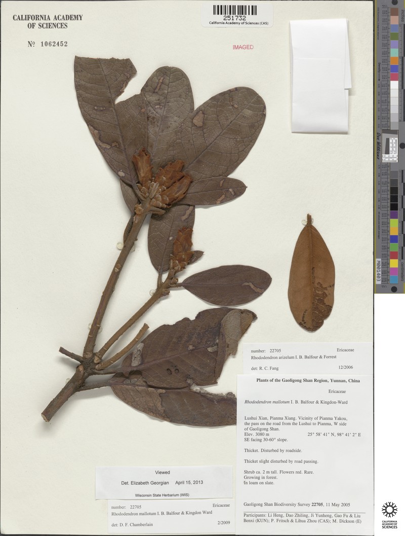 Rhododendron mallotum photo 2
