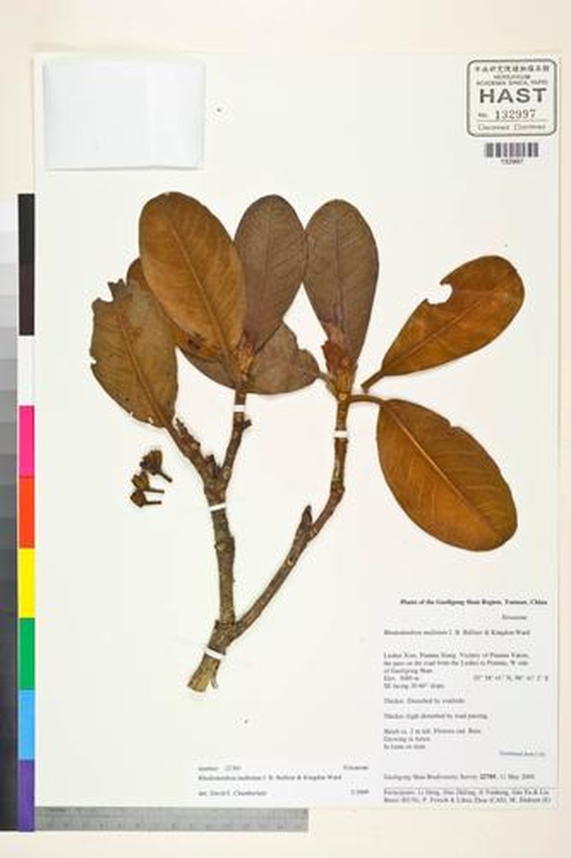 Rhododendron mallotum photo 3