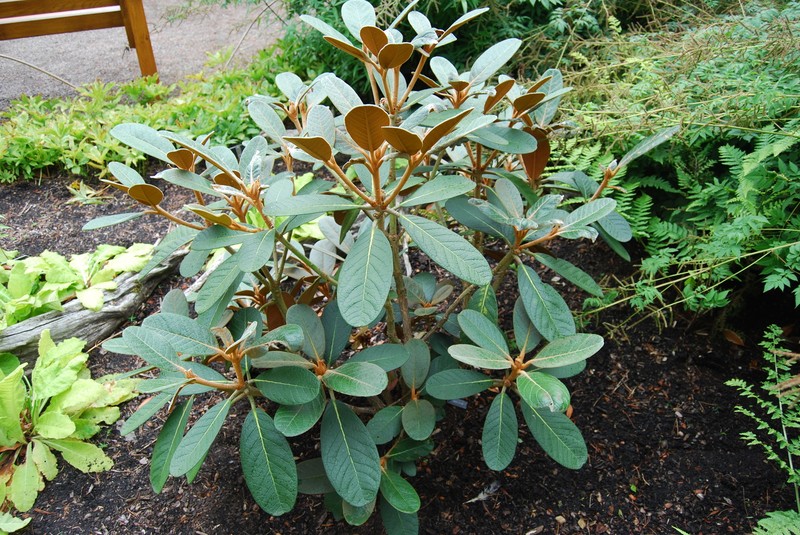 Rhododendron mallotum photo 4