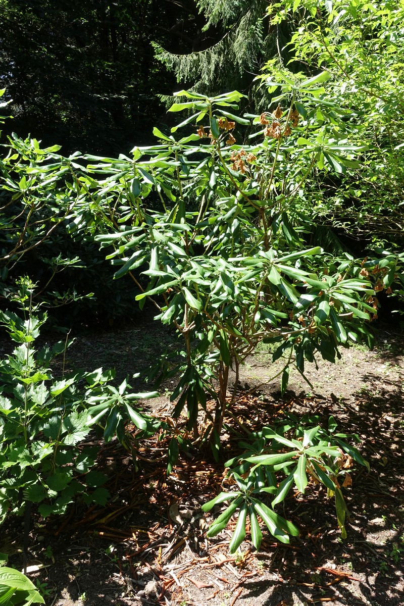 Rhododendron maoerense