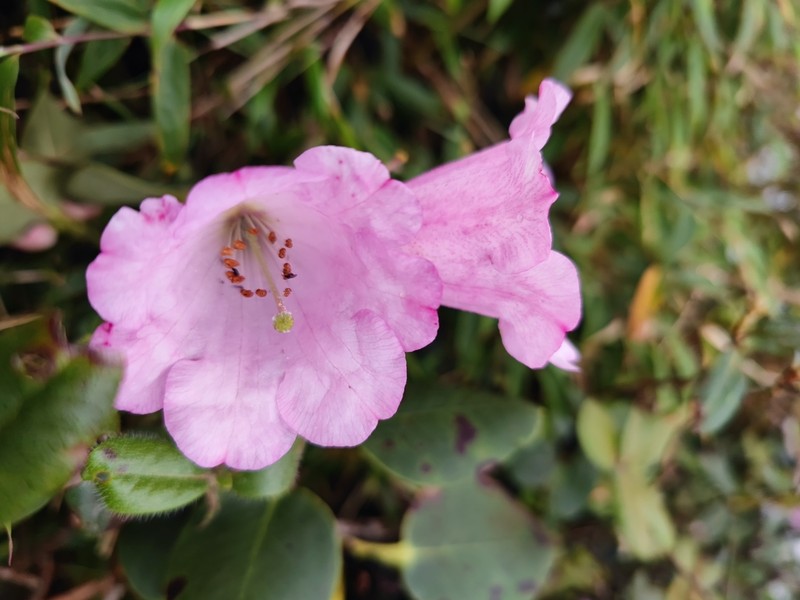 Rhododendron maoerense photo 2