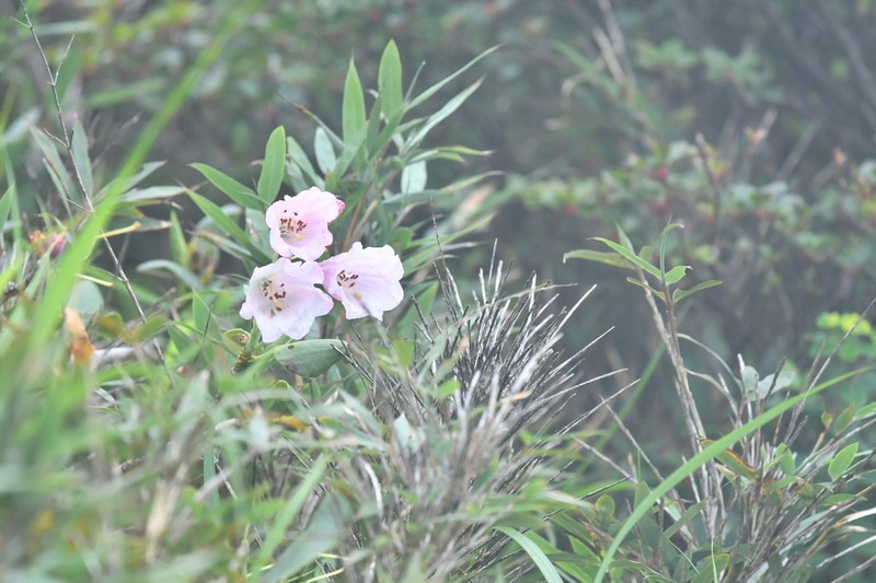 Rhododendron maoerense photo 3