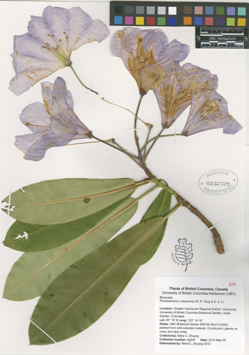 Rhododendron maoerense photo 4