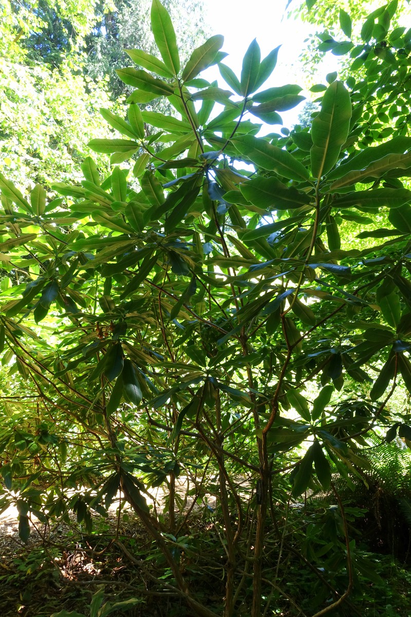 Rhododendron maoerense photo 5