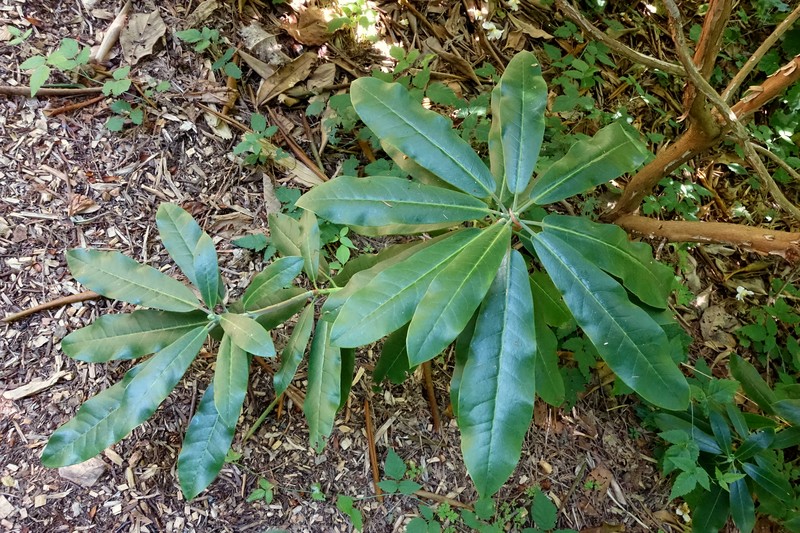 Rhododendron maoerense photo 6