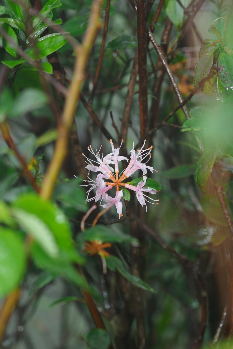Rhododendron mariae photo 2