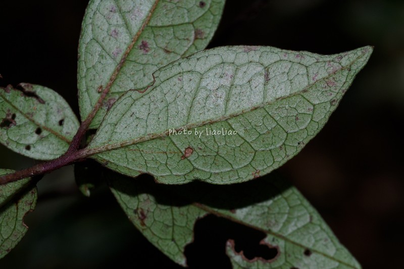 Rhododendron mariae photo 3