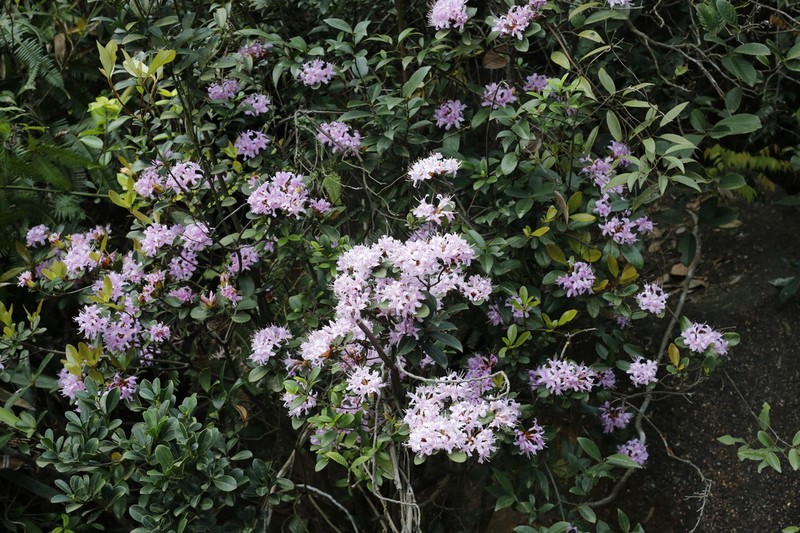 Rhododendron mariae photo 4