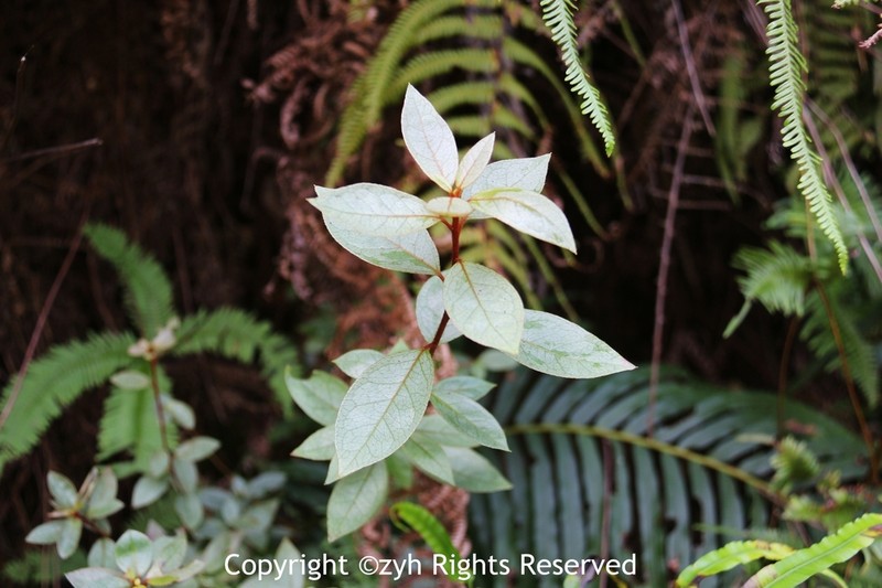 Rhododendron mariae photo 5