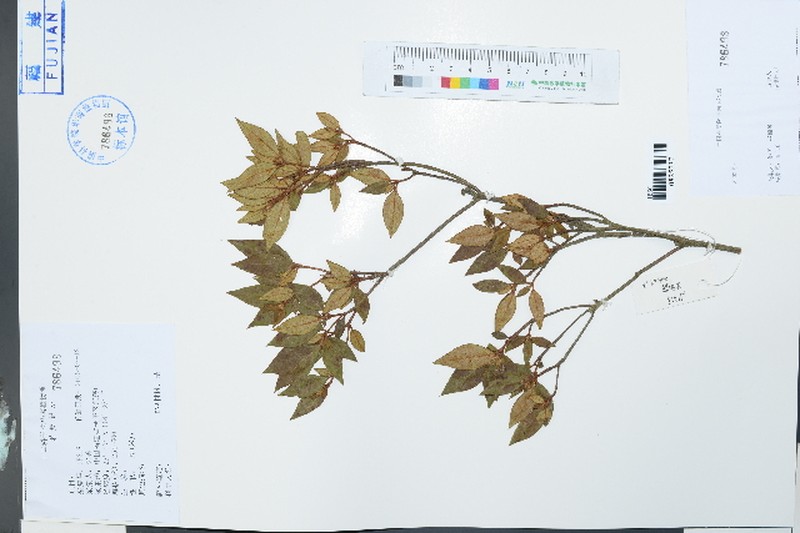Rhododendron mariae photo 6