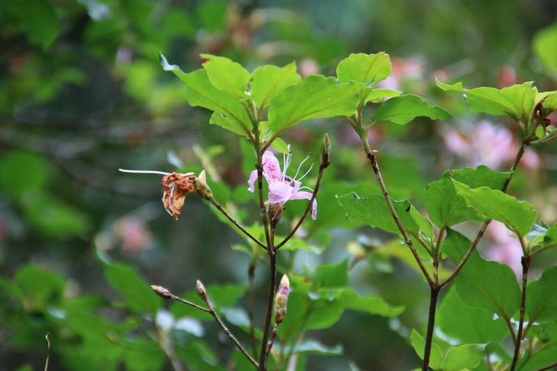 Rhododendron mariesii