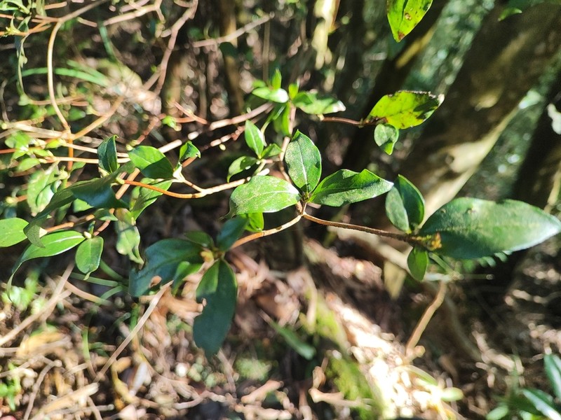 Rhododendron mariesii photo 3