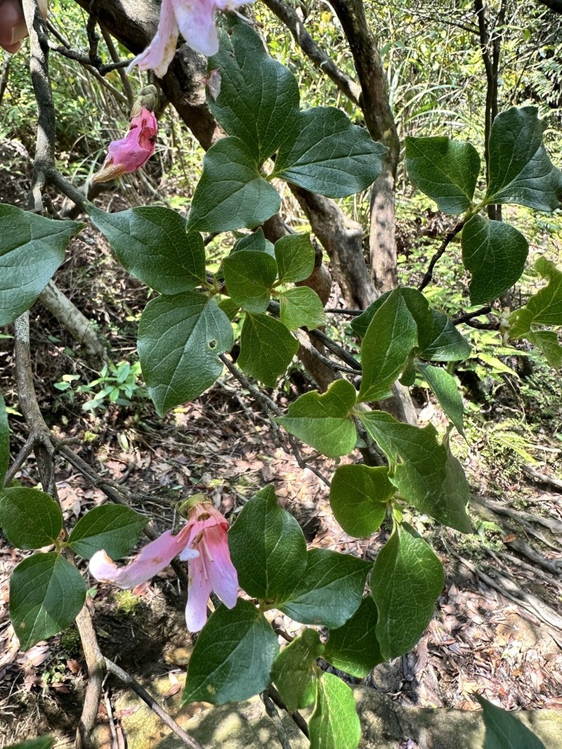 Rhododendron mariesii photo 5