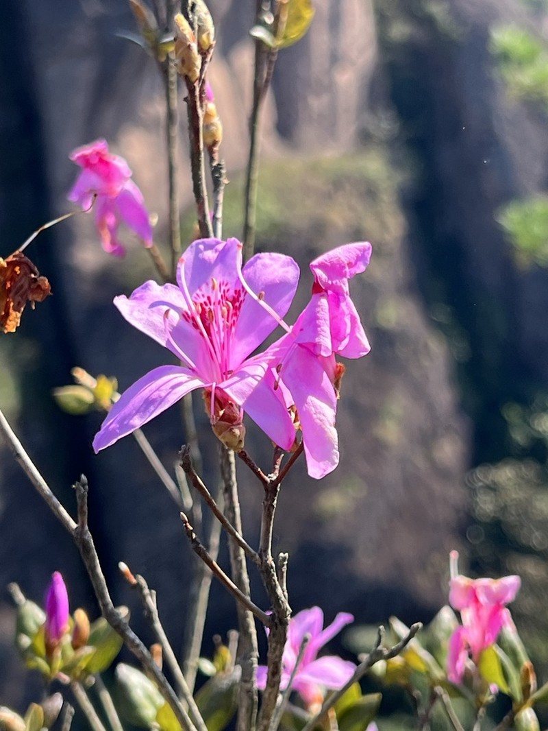 Rhododendron mariesii photo 6