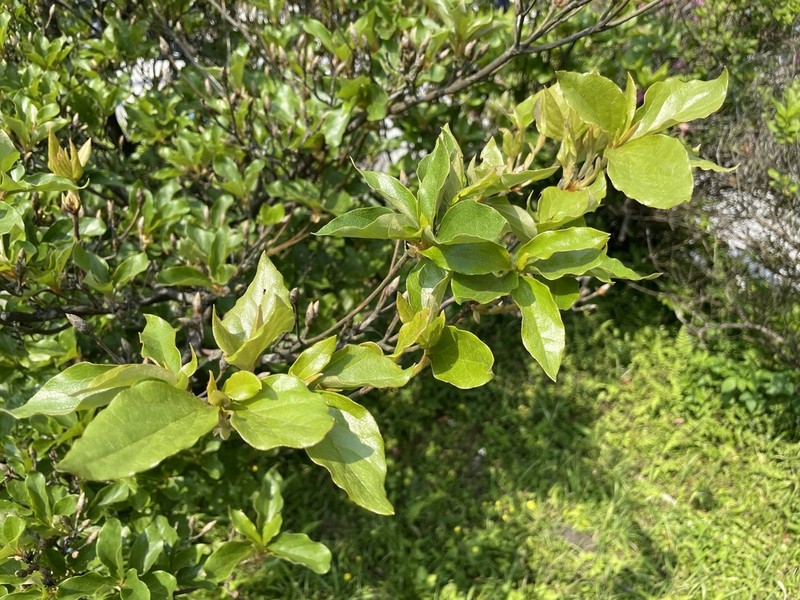 Rhododendron mariesii photo 7