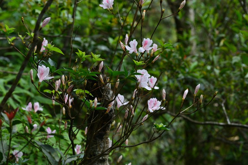 Rhododendron mariesii photo 8