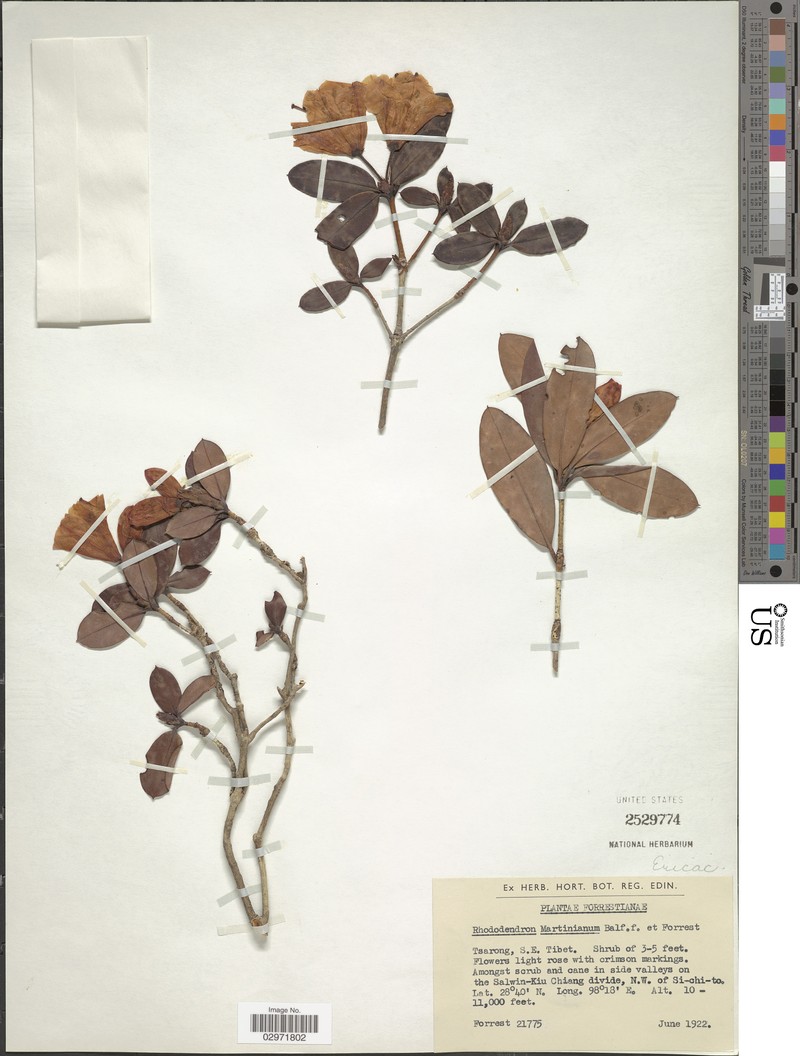 Rhododendron martinianum