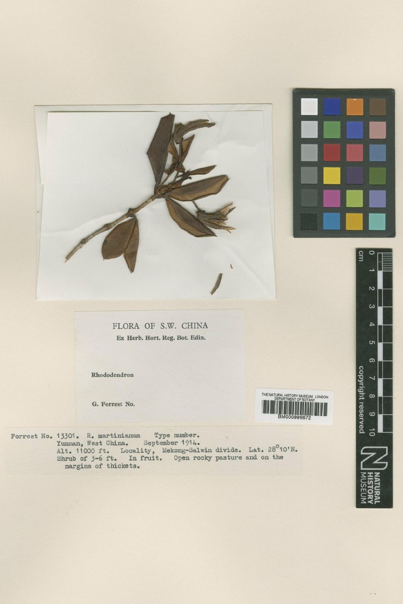 Rhododendron martinianum photo 2